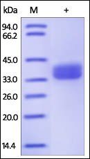 Human GPA33 Protein, His Tag