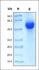 Human HVEM Protein, Fc Tag