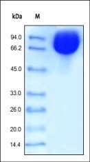 Human ICAM-1 Protein, Fc Tag