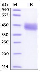 Human IgG3 Fc Protein