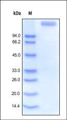 Human Leptin R Protein, Fc Tag