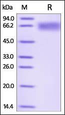 Human LILRB2 Protein, His Tag