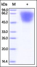 Human LYPD3 Protein, His Tag