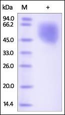 Human Nectin-1 Protein, His Tag