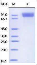 Human Neprilysin Protein