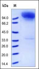 Human Neprilysin Protein, Fc Tag