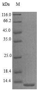 Human PROK1 protein (Active)