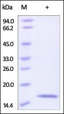 Human Reg4 Protein, His Tag