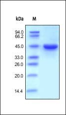 Human RENIN Protein, His Tag