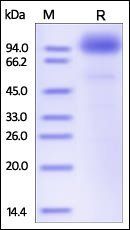 Human SCARB2 Protein, Fc Tag