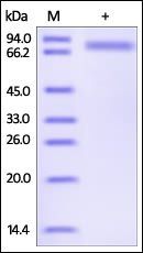 Human Serpin D1 Protein, His Tag