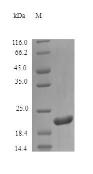 Human SOMA protein (Active)
