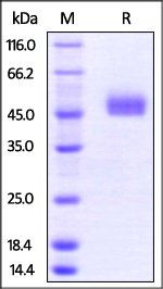 Mouse TIGIT Protein, Fc Tag
