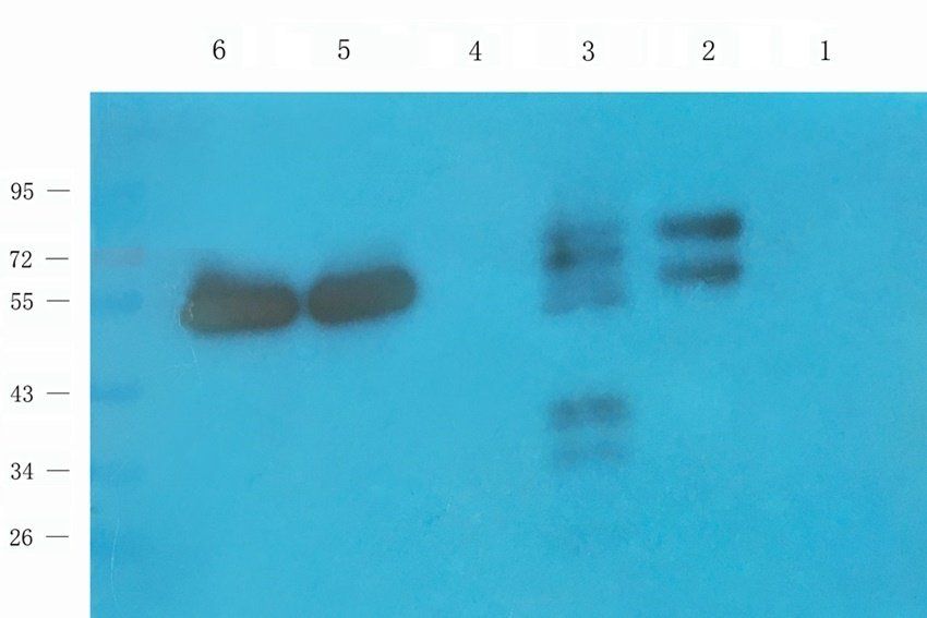 HXB2 Rabbit Polyclonal Antibody