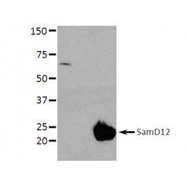 SamD12 Antibody