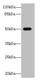 ICA1L Antibody
