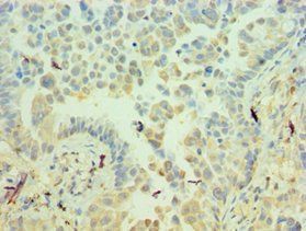 ICAM2 Antibody