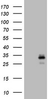 ICAM3 Antibody