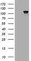 ICAM3 Antibody