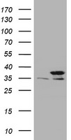 ICAM3 Antibody