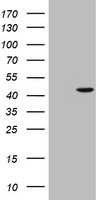 ICAM3 Antibody