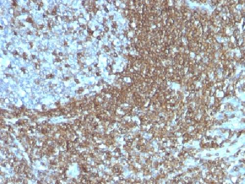 ICAM3 Antibody