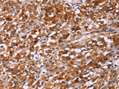 ICAM3 Antibody