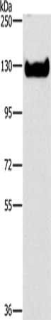 ICAM3 Antibody