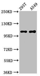 ICE2 Antibody
