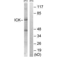 ICK Antibody
