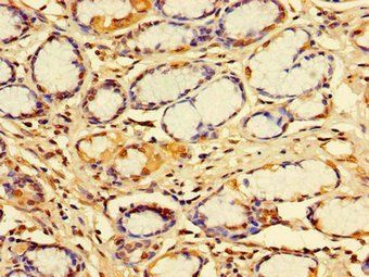 IDE Antibody