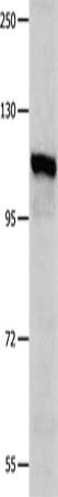 IDE Antibody