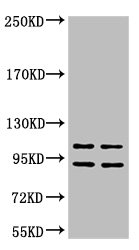 IDE Antibody