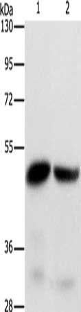 IDH1 Antibody