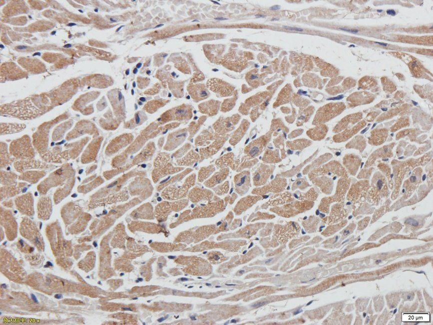IDH2 antibody