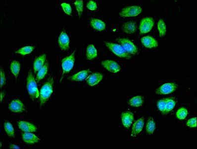 IDH3A Antibody