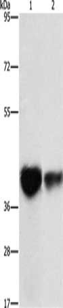 IDH3G Antibody