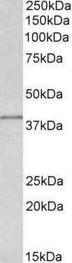 IDH3G (aa337-350) Antibody