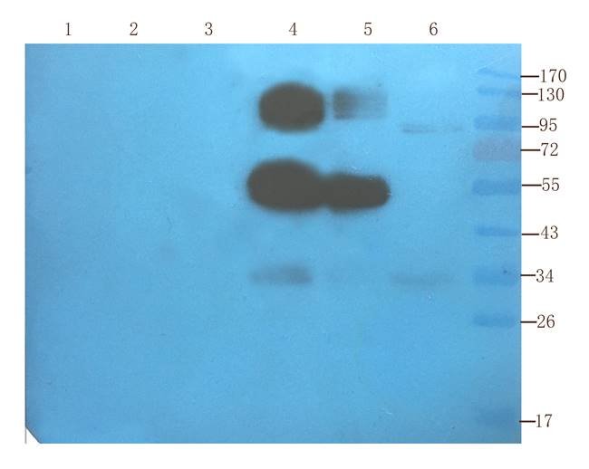 IDO antibody