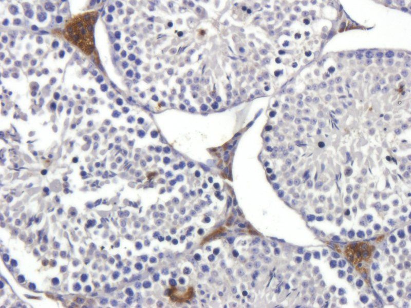 Iduronate 2 sulfatase Rabbit Polyclonal Antibody
