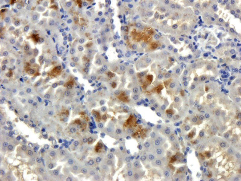 Iduronate 2 sulfatase Rabbit Polyclonal Antibody