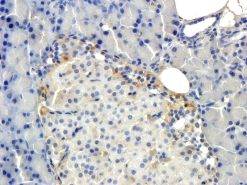 Iduronate 2 sulfatase Rabbit Polyclonal Antibody