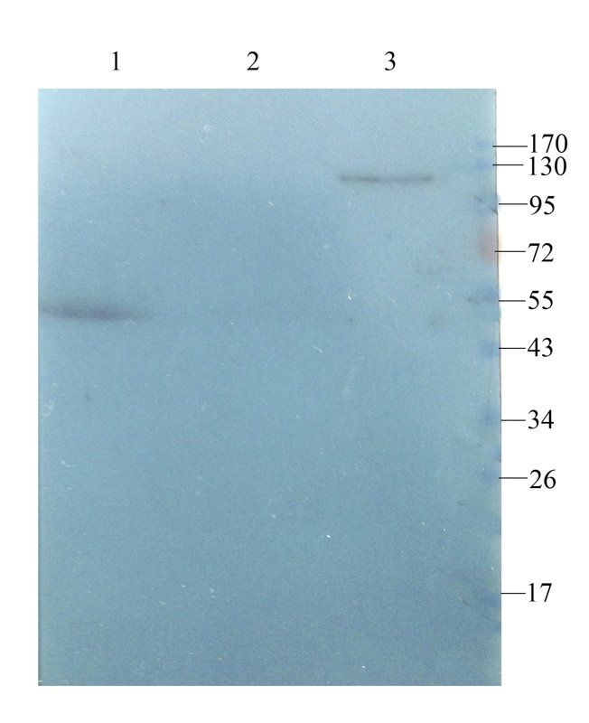 Iduronate 2 sulfatase Rabbit Polyclonal Antibody
