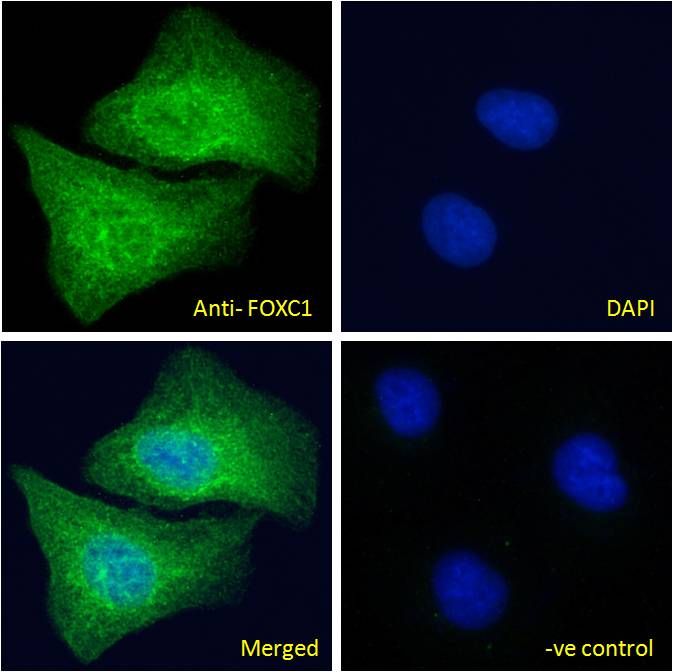 FOXC1 (C Term) Antibody