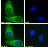 Caveolin 1 Antibody