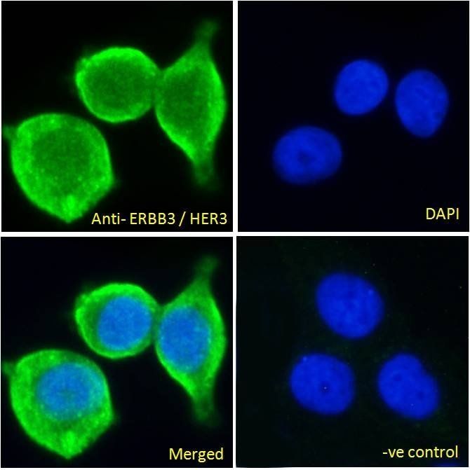 ERBB3/HER3 Antibody