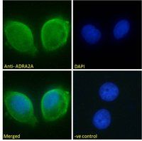 ADRA2A Antibody