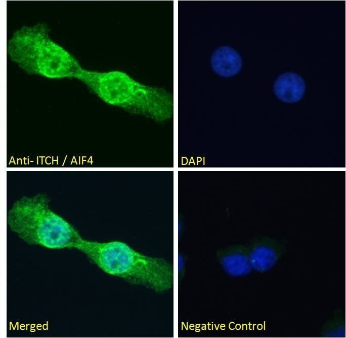 ITCH/AIF4 Antibody