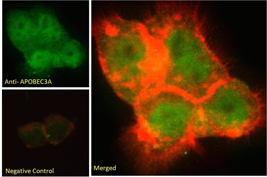 Goat anti-Phorbolin 1 / APOBEC3A Antibody