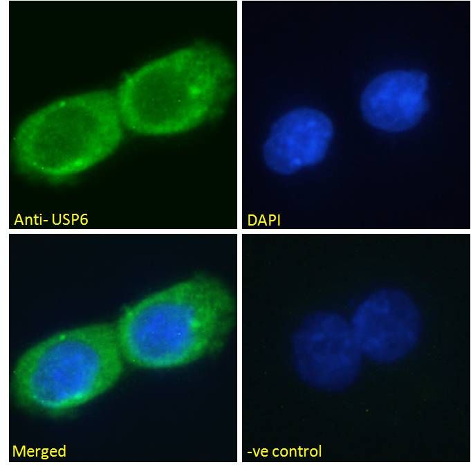 Goat anti-USP6 (aa142-155) Antibody